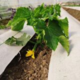 4,2x10 m BEYAZ SULZER KUMAŞ SERA TABAN ÖRTÜSÜ JÜT BLUEBERRY PEYZAJ UYGULAMA ÖRTÜSÜ MULCH NAYLONU ÇİLEK MALÇ