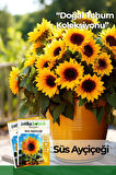 50 Adet Süs Ayçiçeği (Helianthus Debilis) Çiçek Tohumu 