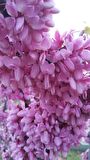Tüplü Erguvan Ağacı (cercis Siliquastrum) Fidanı (50*80 Cm Boy Tüplü]