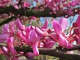 Tüplü Erguvan Ağacı (cercis Siliquastrum) Fidanı (50*80 Cm Boy Tüplü]