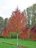 Amerikan Sığla Fidanı (Liquidambar styraciflua) - 1-2 Yaşında, Zarif ve Renkli