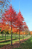 Amerikan Sığla Fidanı (Liquidambar styraciflua) - 1-2 Yaşında, Zarif ve Renkli