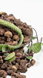 Kırmızı Pomza Taşı 2 Kg 15-25 Mm Ponza Lav Taşı Kaktüs Bahçe Taşı Akvaryum Taşı Bahçe Dekarasyon