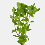 Bacopa Carolinana 5 Dal Akvaryum Bitkisi Canlı Bitki