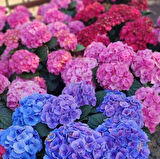 1-2 Yaş Arası Tüplü Ortanca (Hydrangea) Fidanı - Gösterişli ve Renkli Çiçekler