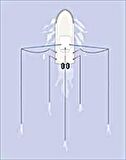 Taco Marine Outrigger Boy 457 cm Gümüş