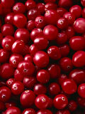 Şifalı Turna Yemişi Fidanı (Cranberry) - 1-2 Yaşında, Kırmızı Meyveler