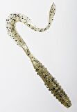 Keitech Mad Wag Mini 8.9cm (3.5") #320 Silver Shad Kokulu Silikon Kurt
