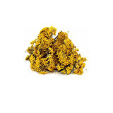 Civan Perçemi (Achillea millefolium) 100g