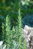 1 Adet Biberiye (Rosmarinus officinalis) Fidanı - Aromatik ve Dayanıklı Bitki, 2 Yaşında Tüplü