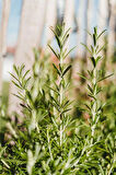 1 Adet Biberiye (Rosmarinus officinalis) Fidanı - Aromatik ve Dayanıklı Bitki, 2 Yaşında Tüplü