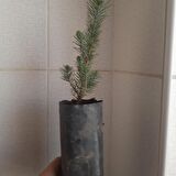 Çam Fidanı 2 Adet 70-90 cm