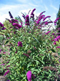 1-2 Yaş Arası Tüplü Mor Kelebek Çalısı (Buddleja davidii 'Butterfly Candy Little Purple') - Çekici Mor Çiçekler ve Kelebekler İçin Cazibe Merkezi