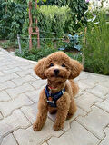 MAJO POODLE İSİMLİK