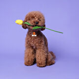 MAJO POODLE İSİMLİK