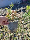 15 Adet Abelya Çiçeği (Güzellik Çalısı) 30-50 cm abelia chinensis