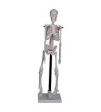 İskelet Modeli 46 Cm Standlı