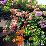 Quisqualis İndica Yoğun Kokulu Bindallı Sarmaşığı Fidanı (10-20cm)