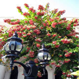 Quisqualis İndica Yoğun Kokulu Bindallı Sarmaşığı Fidanı (10-20cm)