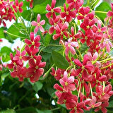 Quisqualis İndica Yoğun Kokulu Bindallı Sarmaşığı Fidanı (10-20cm)