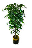 BENJAMİN 160 CM YAPAY AĞAÇ 30x25 GOLD KEMERLİ SAKSI