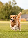 ARMOR COAT Köpek Bakım Spreyi Portakal Kokulu 200 ml