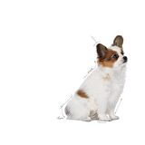 Royal Canin Çok Küçük Irklar için Yavru Kuru Köpek Maması 1.5kg