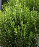  2'li Biberiye Fidanı - Aromatik ve Estetik Bahçe Bitkisi Saksılı 15-25 cm