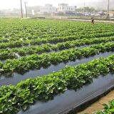 ÇİLEK MULCH NAYLONU 50 CM x 1000 METRE SİYAH TABAN ÖRTÜSÜ PİDOK ÇİLEK MULCH 30 MİCRON UV Lİ SEBZE NAYLONU