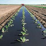 ÇİLEK MULCH NAYLONU 50 CM x 1000 METRE SİYAH TABAN ÖRTÜSÜ PİDOK ÇİLEK MULCH 30 MİCRON UV Lİ SEBZE NAYLONU