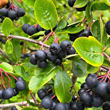 1-2 Yaş Arası Tüplü Aronya (Aronia melanocarpa) Meyve Fidanı - Sağlık Dolu Siyah Meyveler