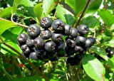1-2 Yaş Arası Tüplü Aronya (Aronia melanocarpa) Meyve Fidanı - Sağlık Dolu Siyah Meyveler