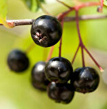 1-2 Yaş Arası Tüplü Aronya (Aronia melanocarpa) Meyve Fidanı - Sağlık Dolu Siyah Meyveler