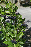 1-2 Yaş Arası Tüplü Aronya (Aronia melanocarpa) Meyve Fidanı - Sağlık Dolu Siyah Meyveler