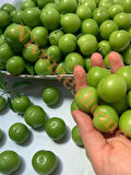 NİVEMESHOME HATAY YÖRESİNE AİT YEŞİL ERİK 1 KG