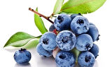1-2 Yaş Arası Tüplü Yaban Mersini (Vaccinium corymbosum) Fidanı - Sağlıklı ve Lezzetli Mavi Meyveler