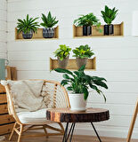 Raflı Bitki Tasarımlı Yapışkanlı Sticker 20*30 cm 3lü Set (5256)