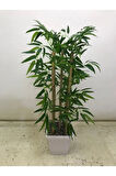 Bambu Saksı 115 Cm 5 Bambulu Çilik