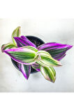 Tradescantia Nanouk Pembe Telgraf Çiçeği (8.5 Cm Saksıda)