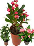 3 ADET DİKENLER TACI EFORBİA MİLİ (Euphorbia Milii) KARIŞIK RENK(KIRMIZI-BEYAZ-PEMBE)