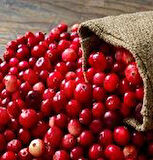 Tüplü Turna Yemişi Fidanı (Cranberry) - 1-2 Yaşında, Şifalı ve Dayanıklı