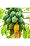 Papaya Ağacı Tohumu 15 Adet