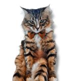 Kumaş Kedi Tasması - Saten Fiyonklu Kedi Tasması - Kedi Kemeri - Kedi Kuşağı