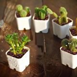  Kırmızı Pomza Taşı 3-8 Mm 100 Kg Volkanik Cürüf Ponza Lav Kırığı Lav Taşı