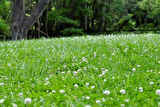 Üçgül Tohumu 1 Kg- Süs Yoncası ( Trifolium Repens ) Orijinal Ambalaj