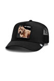 Goorin Bros The Dog Pitbull Şapka Siyah