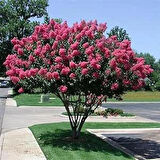 "1-2 Yaşında Pembe Oya Ağacı (Lagerstroemia indica) Fidanı - Bahçeniz İçin Zarif ve Göz Alıcı"