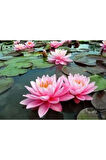 5 Adet Tohum Nadir Bulunan Pembe Lotus Çiçeği Tohumu Lotus Su Çiçeği Tohumu Nilüfer Çiçeği Tohumu