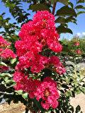 1-2 Yaş Arası Tüplü Pembe Oya Ağacı (Lagerstroemia indica) Fidanı - Göz Alıcı Pembe Çiçekler