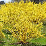 2 Adet Altın Çanak (Forsythia) Fidanı - Parlak Sarı Çiçekler, 1-2 Yaş Arası Tüplü